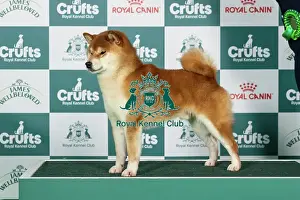 Japanese Shiba Inu Best of Breed Crufts 2026