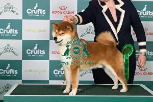 Japanese Shiba Inu BOB