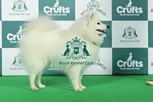 Utility Group Prints: Japanese Spitz Best of Breed Crufts 2026