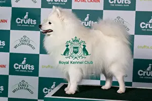 Japanese Spitz BOB