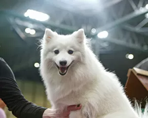 Official photos from Crufts 2023: Japanese Spitz Smile Crufts Best Of Breed Small Dog