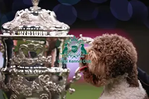 Javier Gonzalez Menicote from Croatia with Orca, a Lagotto Romagnolo, who won the coveted title of Best in Show today (Sunday 12. 03. 23), the final day of Crufts 2023, at the NEC Birmingham