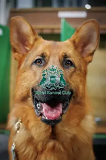 Headshot Prints: Jayce, German Shepherd
