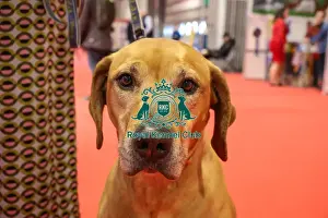 Thursday Prints: Jaz the Rhodesian Ridgeback with owner in Discover Dogs