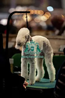 Crufts 2025 BeatMedia Prints: Jessica Law from Derby with Hector