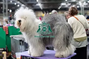 Old English Sheepdog Prints: Jessica van Dyk from Holland with Rose