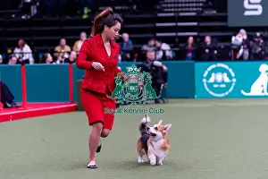 Welsh Corgi Pembroke Prints: Jianin Xu from Spain with Moonie