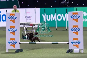 Small Prints: Jo Gleed with Sinner, which was placed fourth in the Small Championship Agility Final