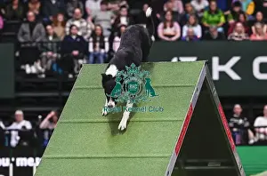 Agility Championships Prints: Jo Gleed & Stealie (Ag. Ch)