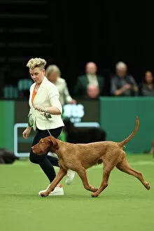 Official photos from Crufts 2023: Jo Lumasia from Lanark with Nacho, a Wirehaired Vizsla, which was the Best of Breed winner today