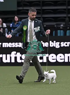 Chihuahua Prints: Joe Borjes from Martigny, Switzerland with Candy