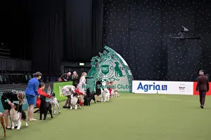 Competition Prints: Joe Cartledge International Junior Handling Competition