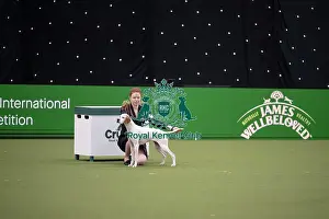 Pointer Prints: Joe Cartledge International Junior Handling Competition