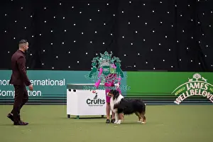 Competition Prints: Joe Cartledge International Junior Handling Competition