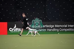 Joe Cartledge International Junior Handling Competition
