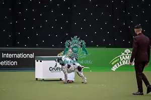 German Shorthaired Pointer Prints: Joe Cartledge International Junior Handling Competition