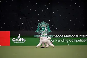 Competition Prints: Joe Cartledge International Junior Handling Competition