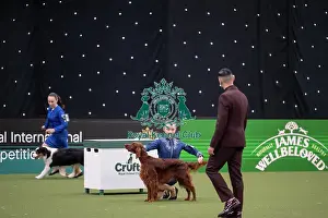 Irish Setter Prints: Joe Cartledge International Junior Handling Competition