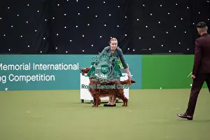 Irish Setter Prints: Joe Cartledge International Junior Handling Competition