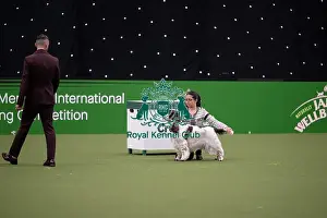English Springer Spaniel Prints: Joe Cartledge International Junior Handling Competition