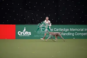 Competition Prints: Joe Cartledge International Junior Handling Competition
