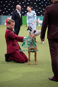 Competition Prints: Joe Cartledge International Junior Handling Competition