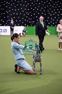 German Shorthaired Pointer Prints: Joe Cartledge International Junior Handling Competition