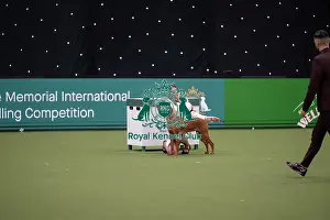 Competition Prints: Joe Cartledge International Junior Handling Competition