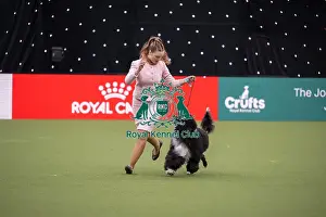 Portuguese Water Dog Prints: Joe Cartledge International Junior Handling Competition