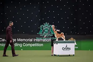 Competition Prints: Joe Cartledge International Junior Handling Competition