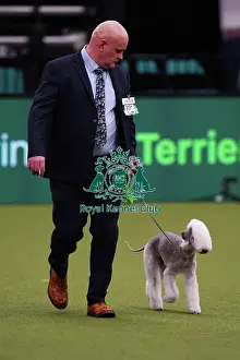 John McNally from Consett with Daisy, a Bedlington Terrier, which was the Best of Breed winner today (Saturday 11. 03. 23), the third day of Crufts 2023, at the NEC Birmingham