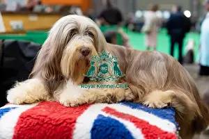 Bearded Collie Prints: Josie from France with Redford