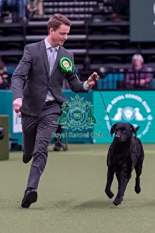 Retriever Curly Coated Prints: Jostein Thyegesn from Oslo, Norway with Karo