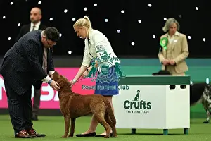 Joy Middleton from Leatherhead with Hebe, Retriever Chesapeake Bay, which was the Best of Breed winner today (Thursday 09. 03. 23), the first day of Crufts 2023, at the NEC Birmingham