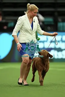 Joy Middleton from Leatherhead with Hebe, Retriever Chesapeake Bay, which was the Best of Breed winner today (Thursday 09. 03. 23), the first day of Crufts 2023, at the NEC Birmingham