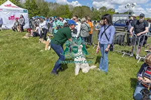 Chelmsford Prints: Judging Scruffts Family Crossbreed Competition