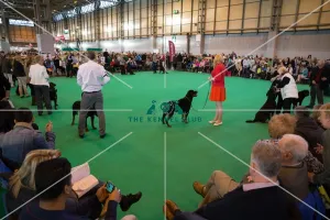 Judging shot