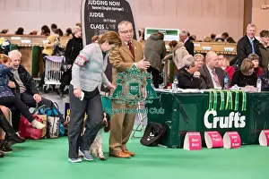 Judiging during Gundog Day