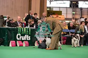 Juding during the gundog day