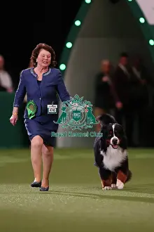 Julie Baldwin from Preston with Chirac, a Bernese Mountain Dog, which was the Best of Breed winner today (Friday 10. 03. 23), the second day of Crufts 2023, at the NEC Birmingham