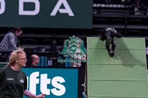 Blue Prints: Julie Bishop with Blue, Competing in the Small Championship Agility Final