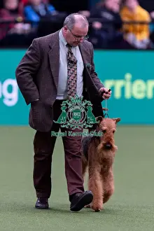 Airedale Terrier Prints: Julie Brown, from Selsey, with Herbie