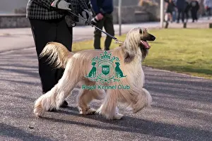 Crufts 2025 BeatMedia Prints: Jumeirah, Afghan Hound, from Liverpool