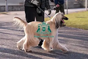 Crufts 2025 BeatMedia Prints: Jumeirah, Afghan Hound, from Liverpool