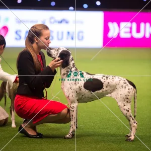 Junior Handler