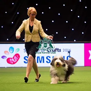 Junior Warrant Competition Final