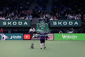 Crufts 2026 Junior Warrant Prints: Junior Warrant Competition final