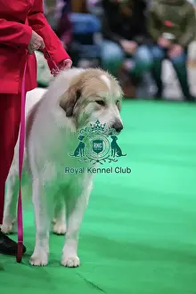 Breed Judging Prints: Kalkasi Super Cool JW