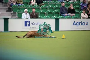 Focus Prints: Kate Bartrum and dog Rey- FCI Obedience Display