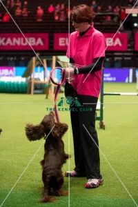 KC Novice Agility Small winner Julie Ashton with Eventide Ziva KC Novice Agility Small winner Julie Ashton with Eventide Ziva